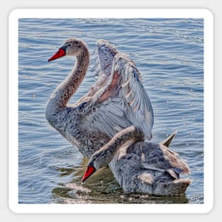 The Cygnets Sticker